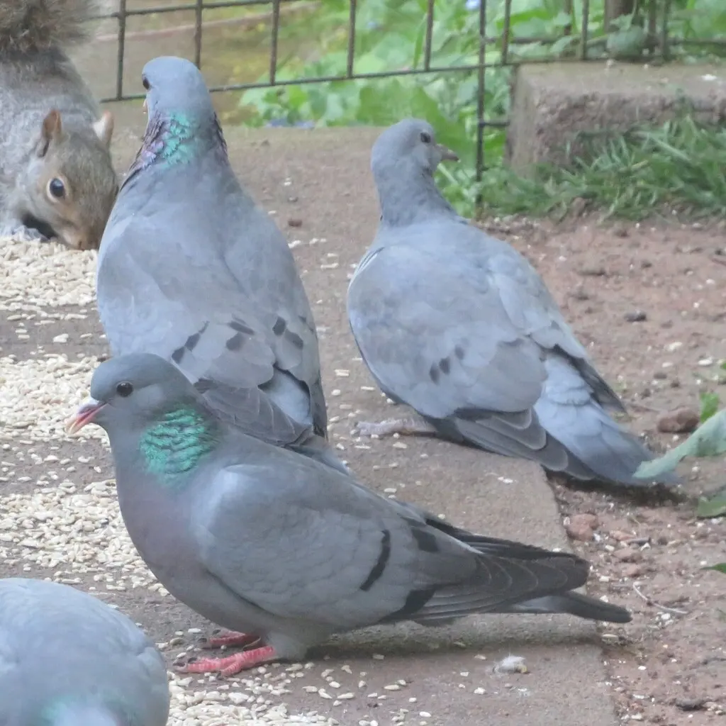 欧鸽(Columba oenas)