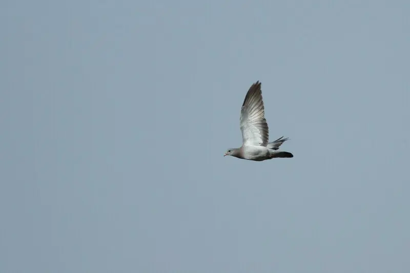 欧鸽(Columba oenas)
