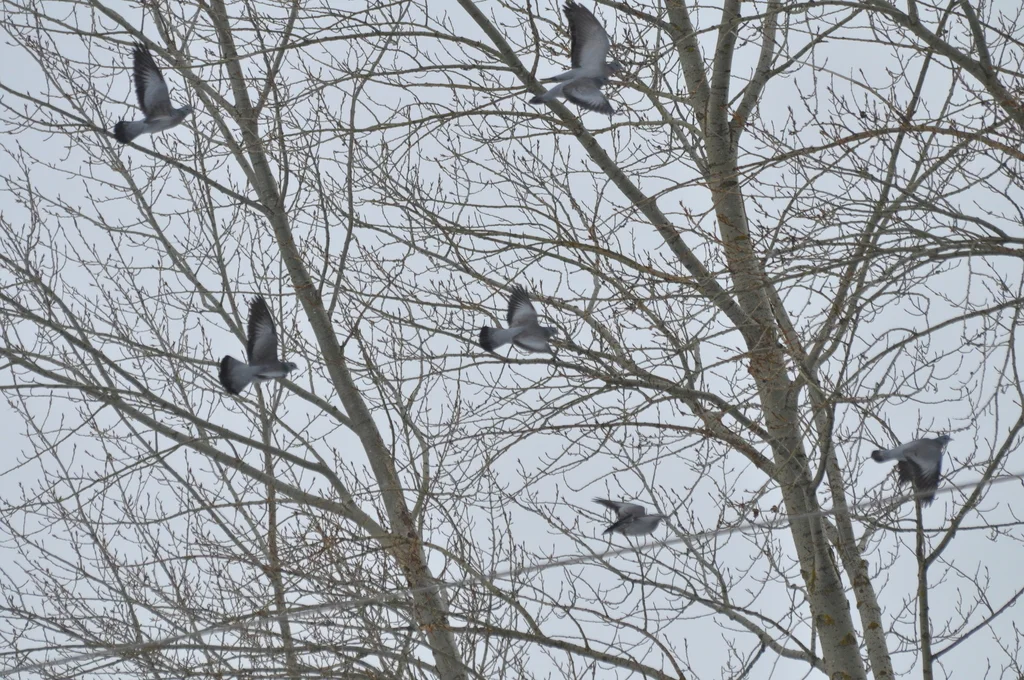 欧鸽(Columba oenas)
