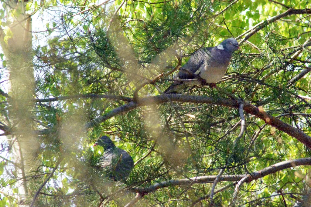 斑尾林鸽(Columba palumbus)