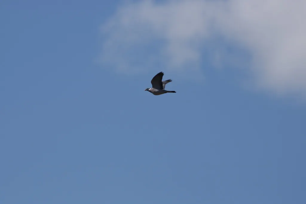 斑尾林鸽(Columba palumbus)