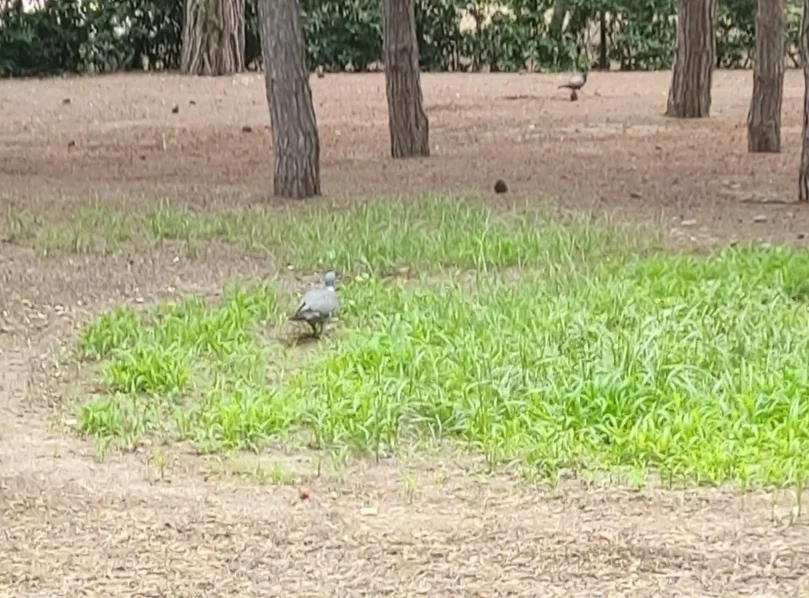 斑尾林鸽(Columba palumbus)