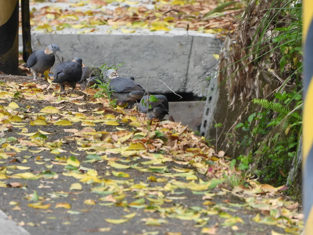 灰林鸽（Columba pulchricollis）