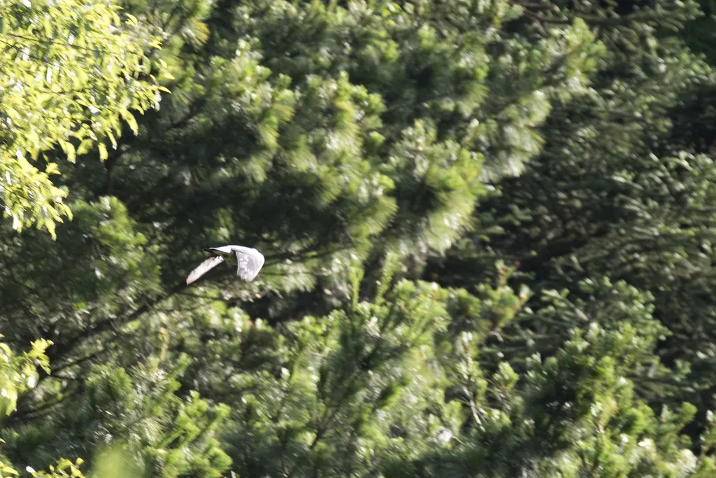 灰林鸽（Columba pulchricollis）
