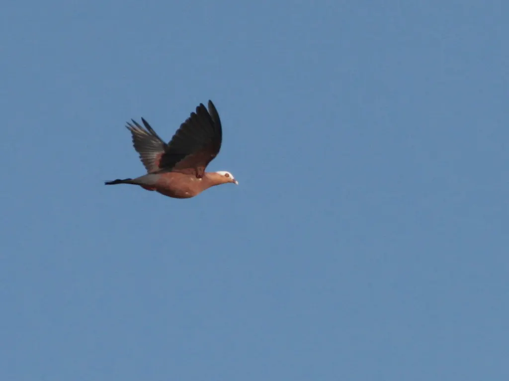 紫林鸽(Columba punicea)