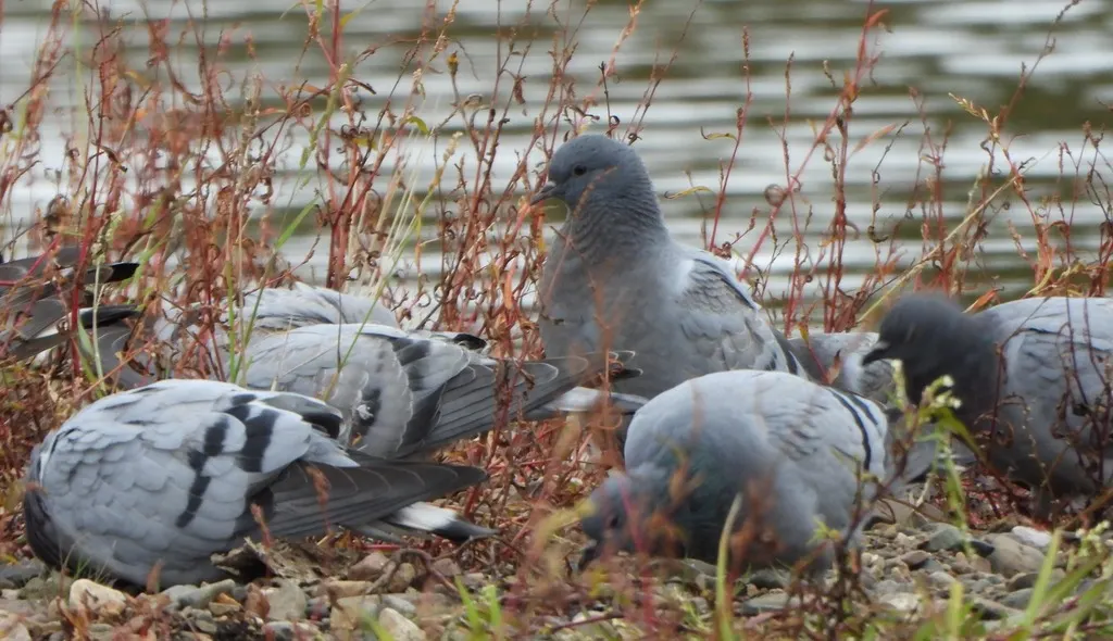 岩鸽(Columba rupestris)
