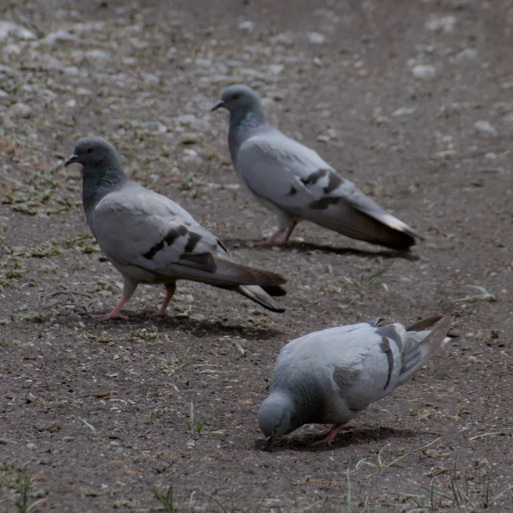 岩鸽(Columba rupestris)