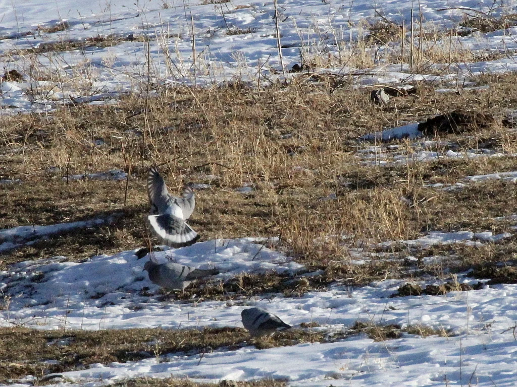 岩鸽(Columba rupestris)