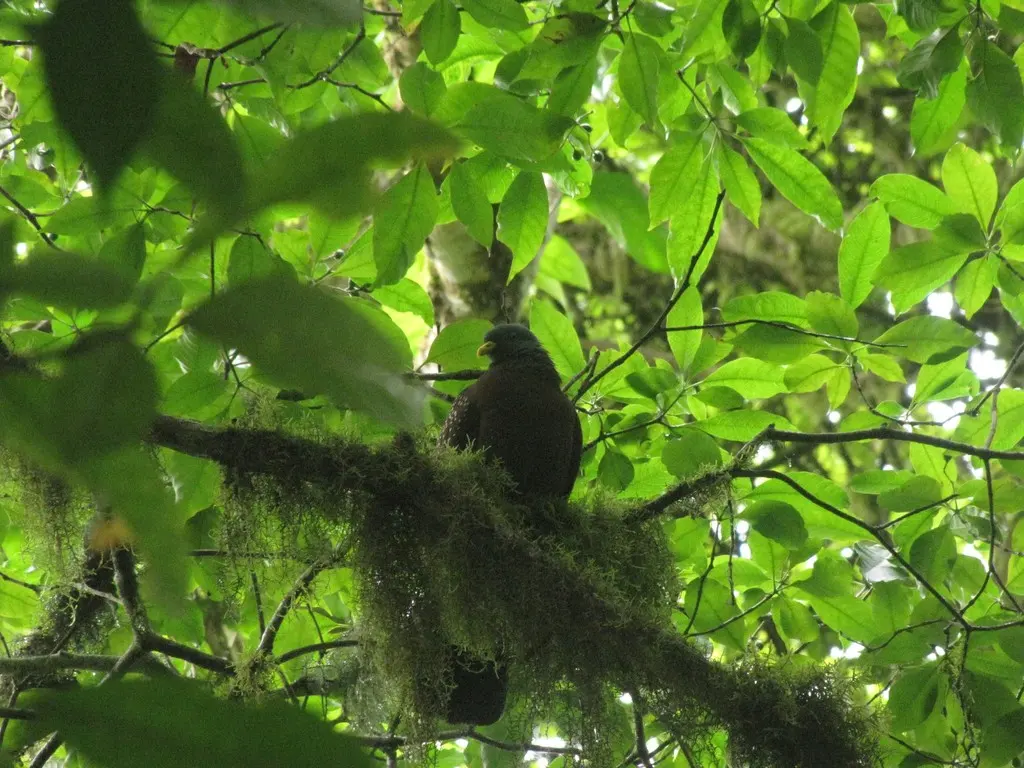 圣多美绿鸽(Columba thomensis)