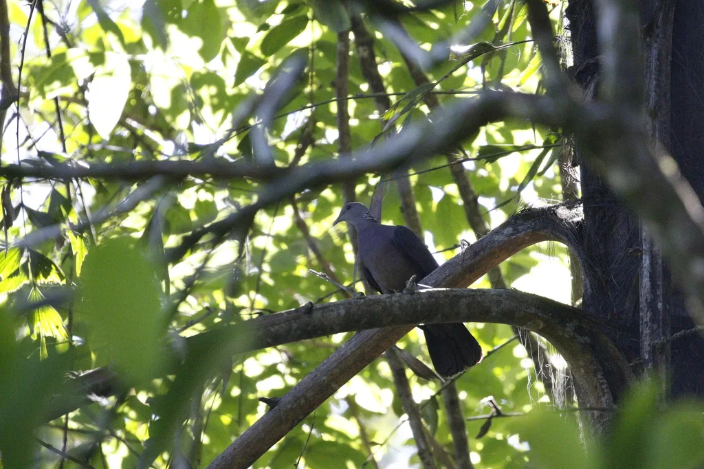 紫头林鸽(Columba torringtoniae)
