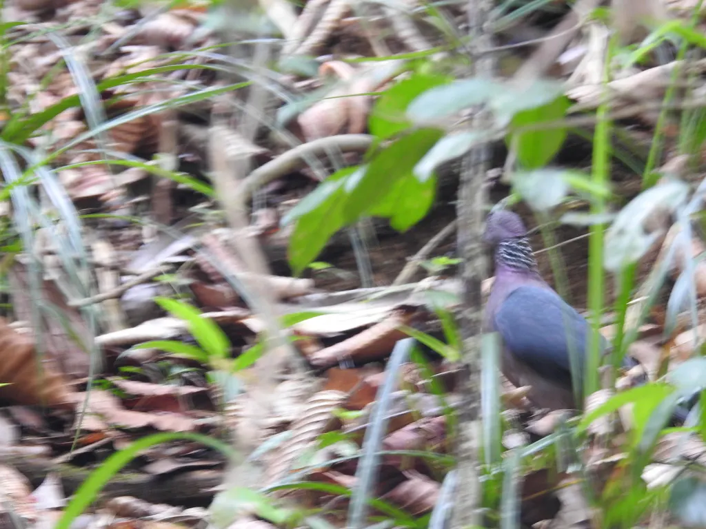 紫头林鸽(Columba torringtoniae)