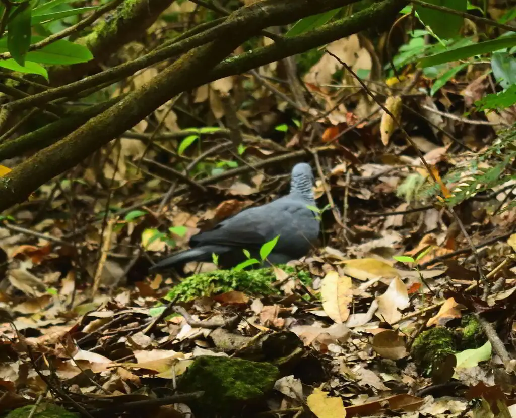 长趾鸽(Columba trocaz)