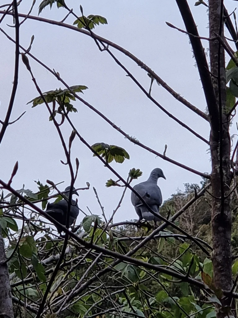 长趾鸽(Columba trocaz)