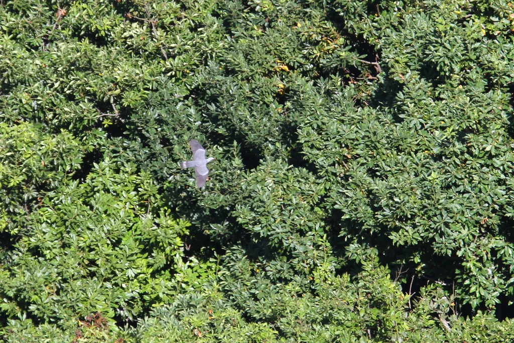 长趾鸽(Columba trocaz)