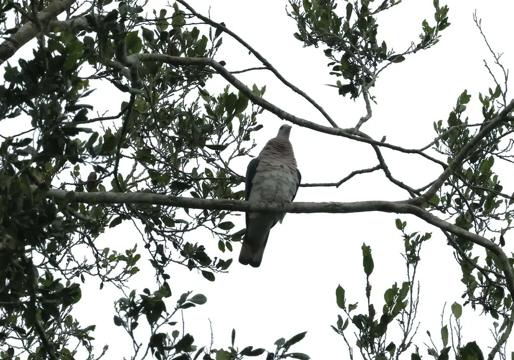 鳞斑灰鸽(Columba unicincta)