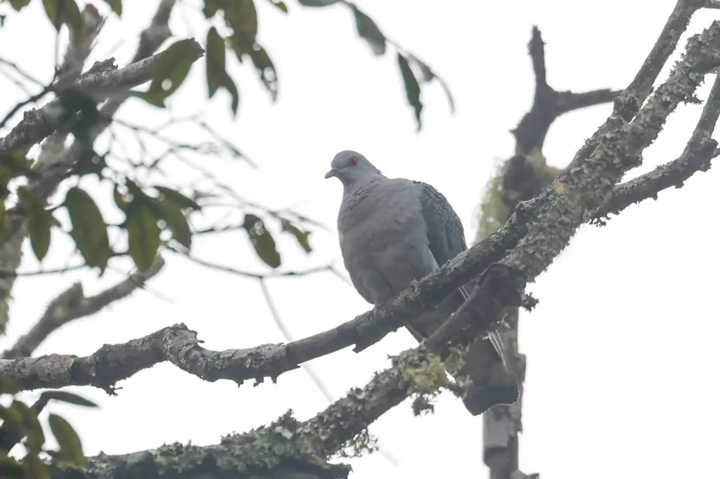 鳞斑灰鸽(Columba unicincta)