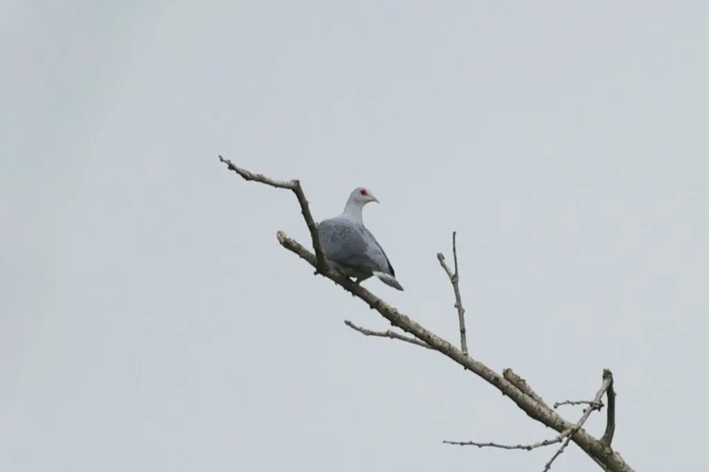 鳞斑灰鸽(Columba unicincta)