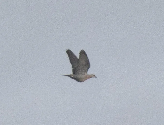 鳞斑灰鸽(Columba unicincta)