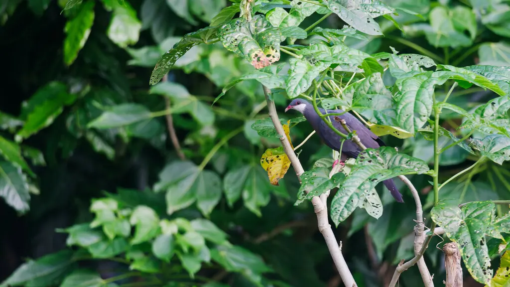 白喉林鸽(Columba vitiensis)