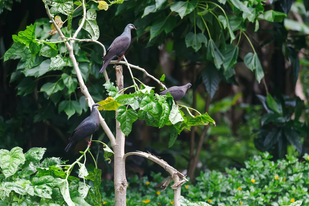 白喉林鸽(Columba vitiensis)