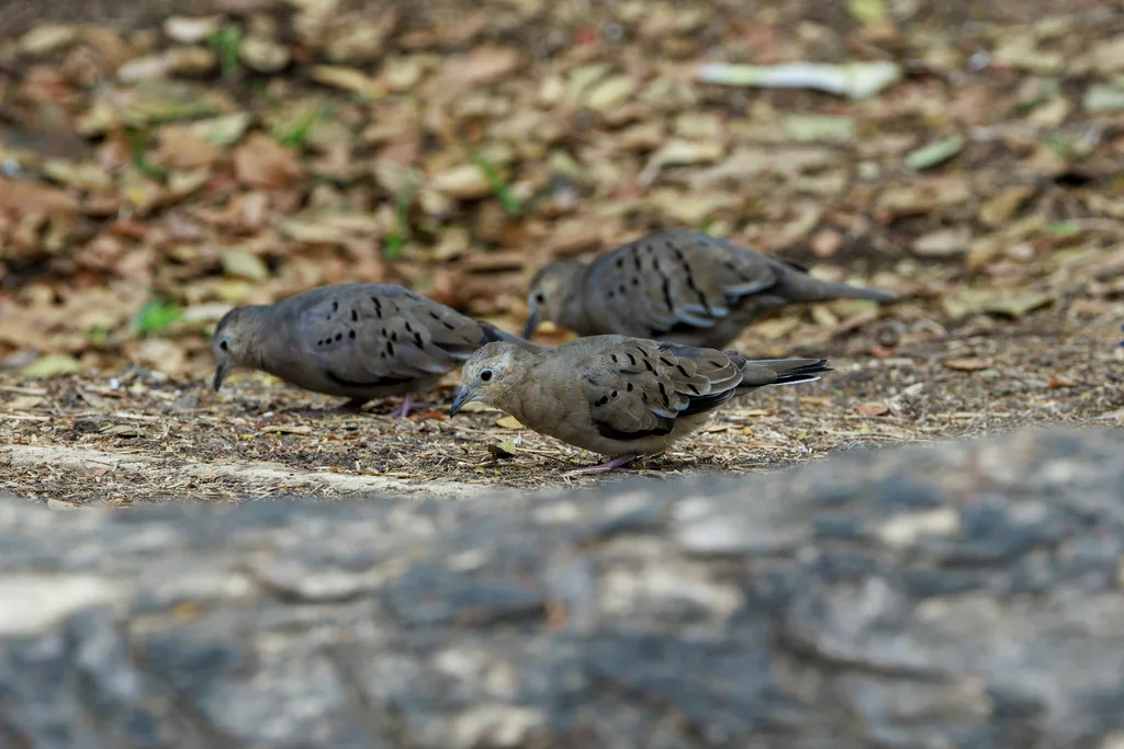 厄瓜多尔地鸠(Columbina buckleyi)