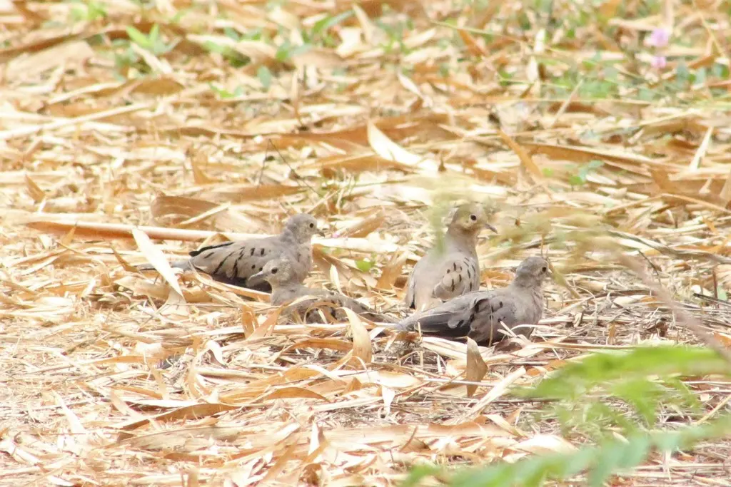 厄瓜多尔地鸠(Columbina buckleyi)