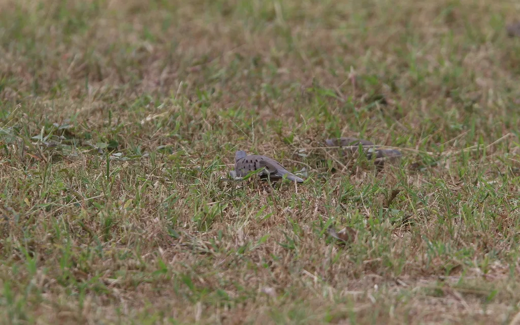 厄瓜多尔地鸠(Columbina buckleyi)