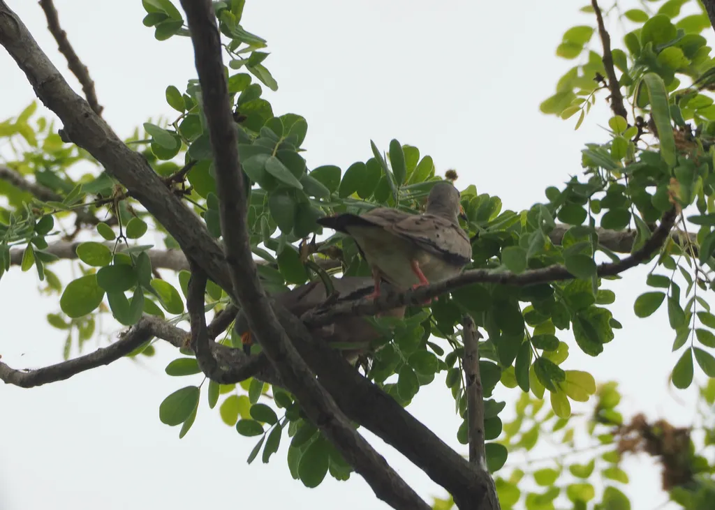 斑嘴地鸠（Columbina cruziana）