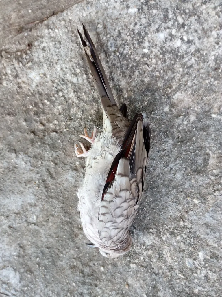 印加地鸠(Columbina inca)