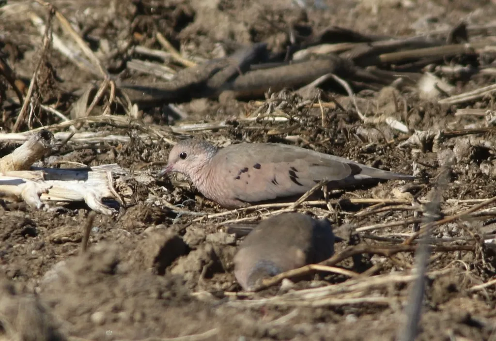 地鸠(Columbina passerina)