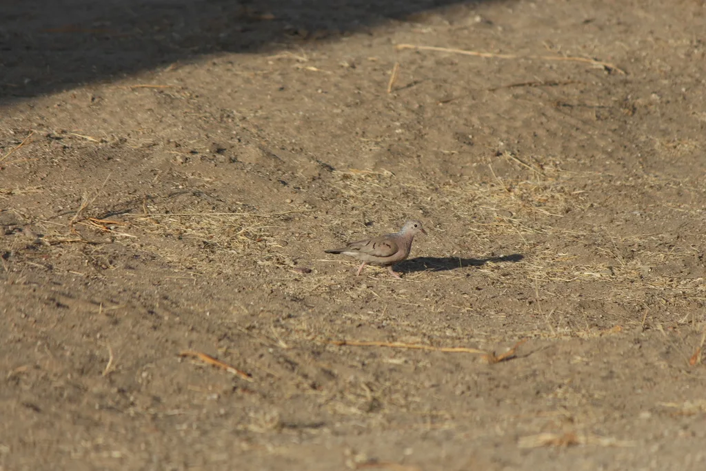 地鸠(Columbina passerina)