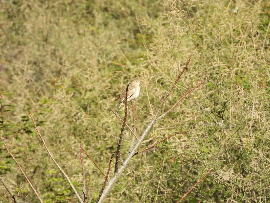 白翅地鸠(Columbina picui)