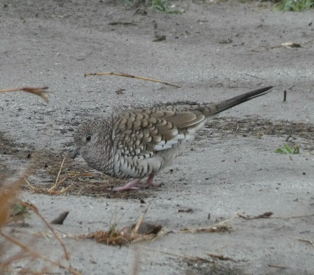 鳞斑地鸠（Columbina squammata）