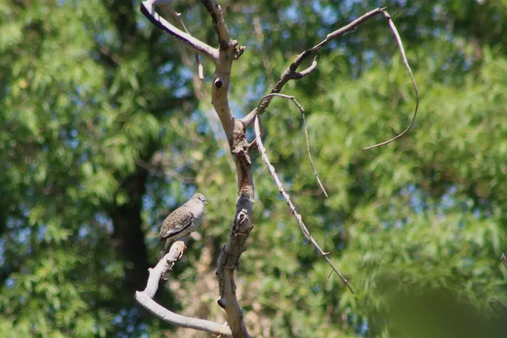 鳞斑地鸠（Columbina squammata）