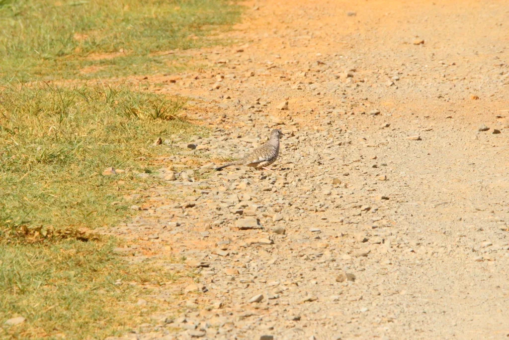 鳞斑地鸠（Columbina squammata）