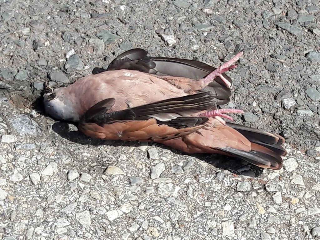 红地鸠(Columbina talpacoti)
