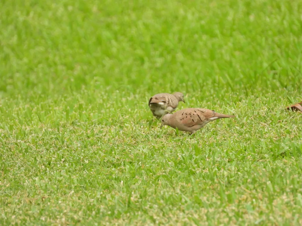 红地鸠(Columbina talpacoti)