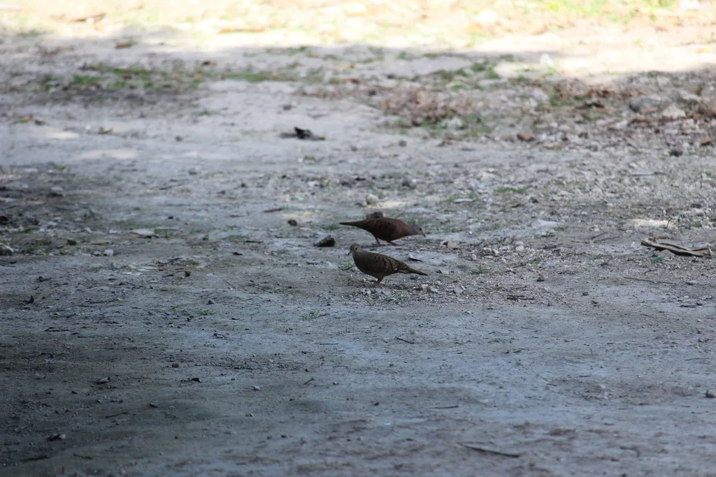红地鸠(Columbina talpacoti)