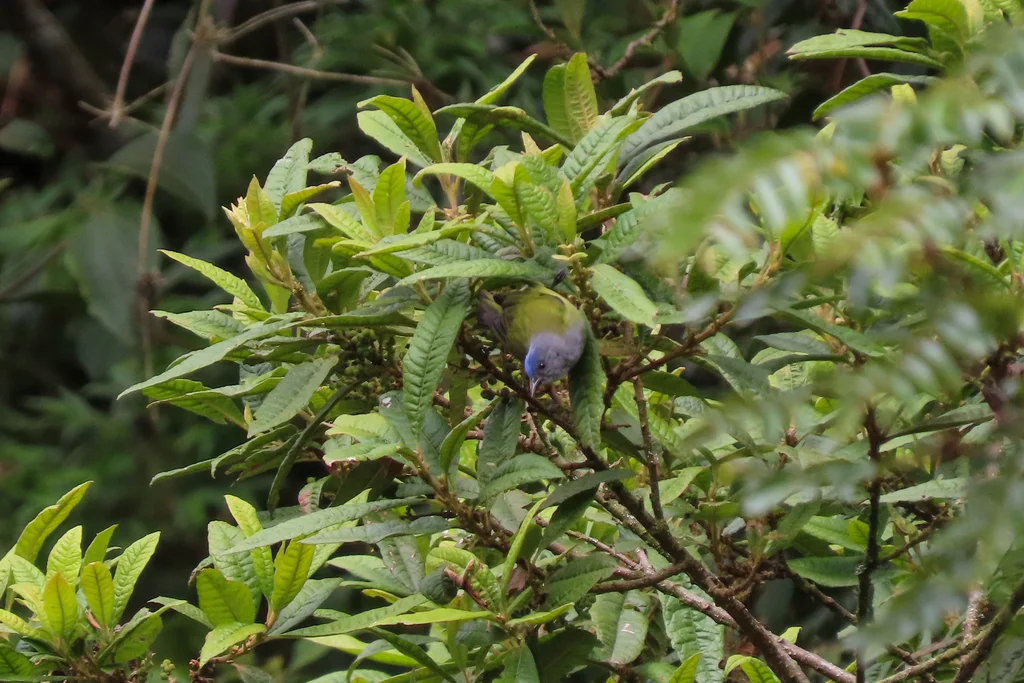 白顶锥嘴雀(Conirostrum albifrons)