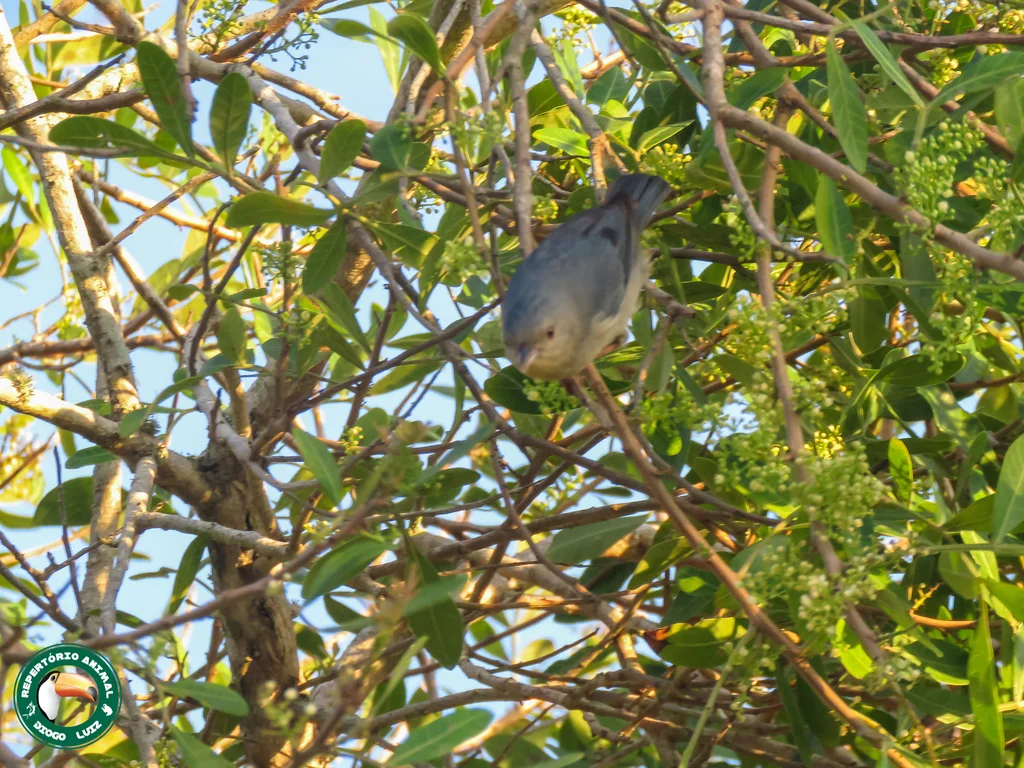 灰黄锥嘴雀(Conirostrum bicolor)