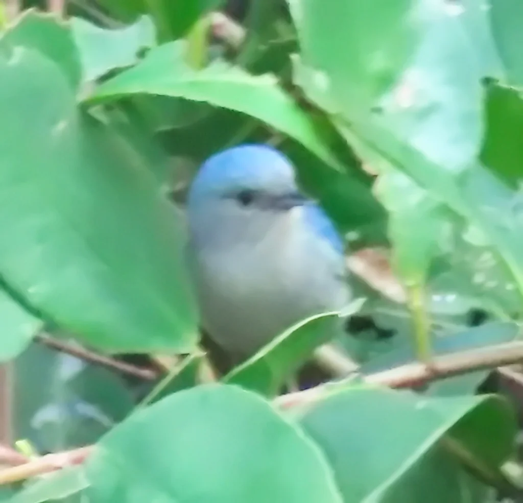 灰黄锥嘴雀(Conirostrum bicolor)