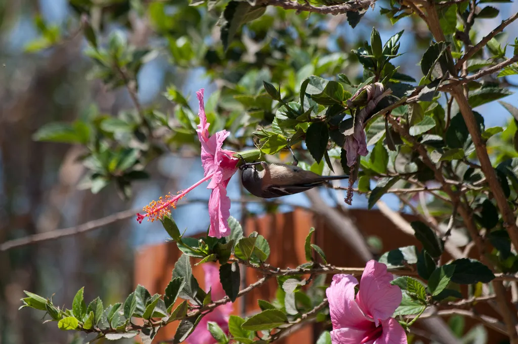 朱红锥嘴雀(Conirostrum cinereum)