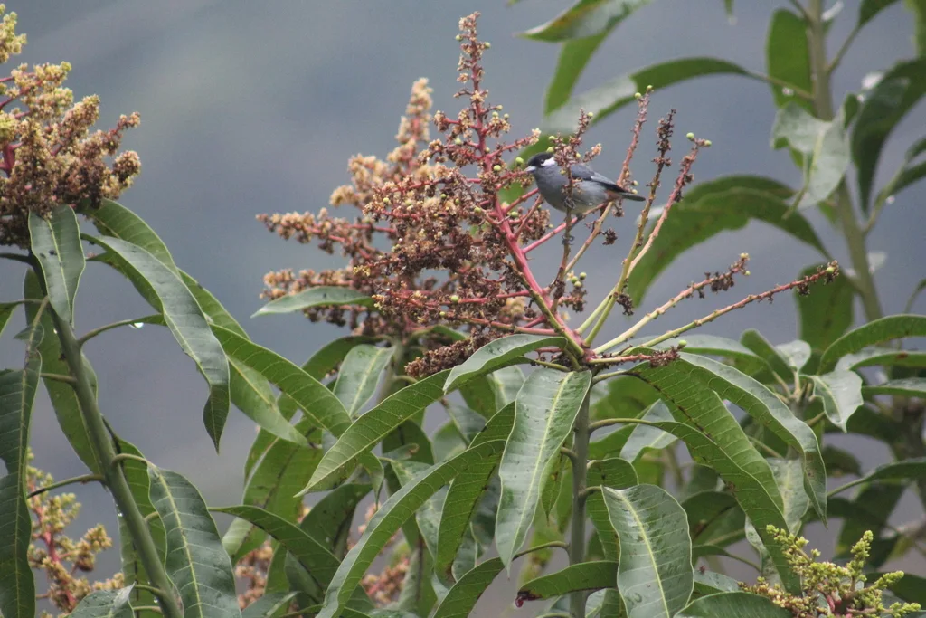 白耳锥嘴雀(Conirostrum leucogenys)