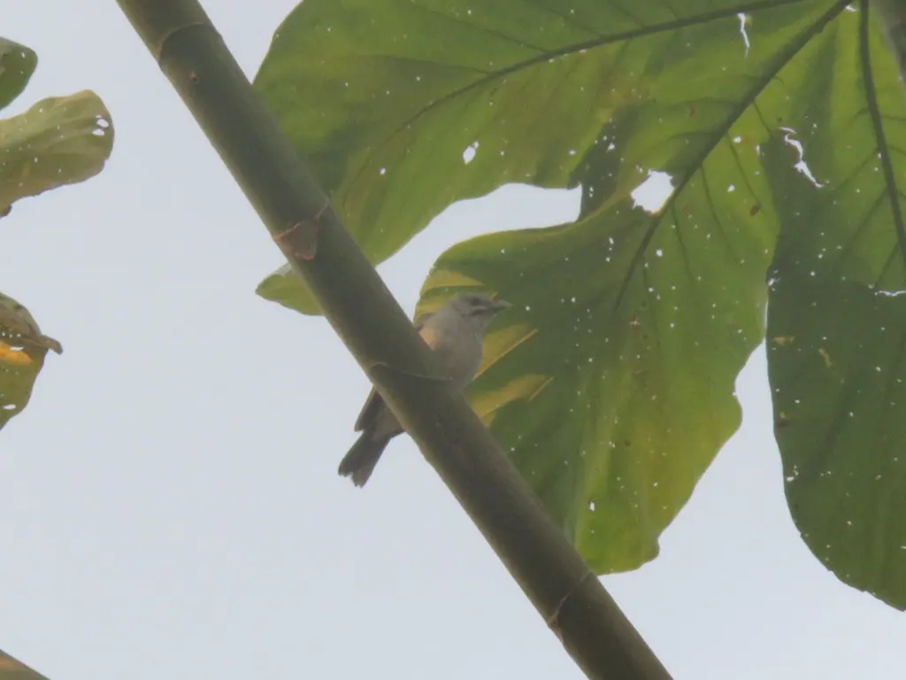 丝胸锥嘴雀(Conirostrum margaritae)