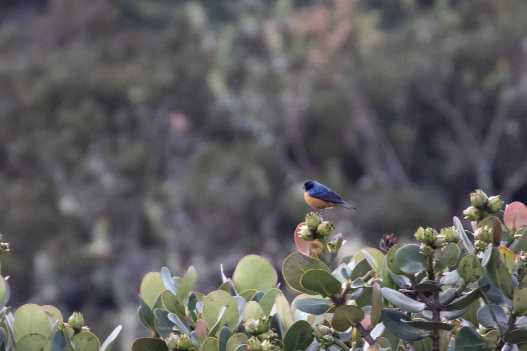 蓝背锥嘴雀(Conirostrum sitticolor)