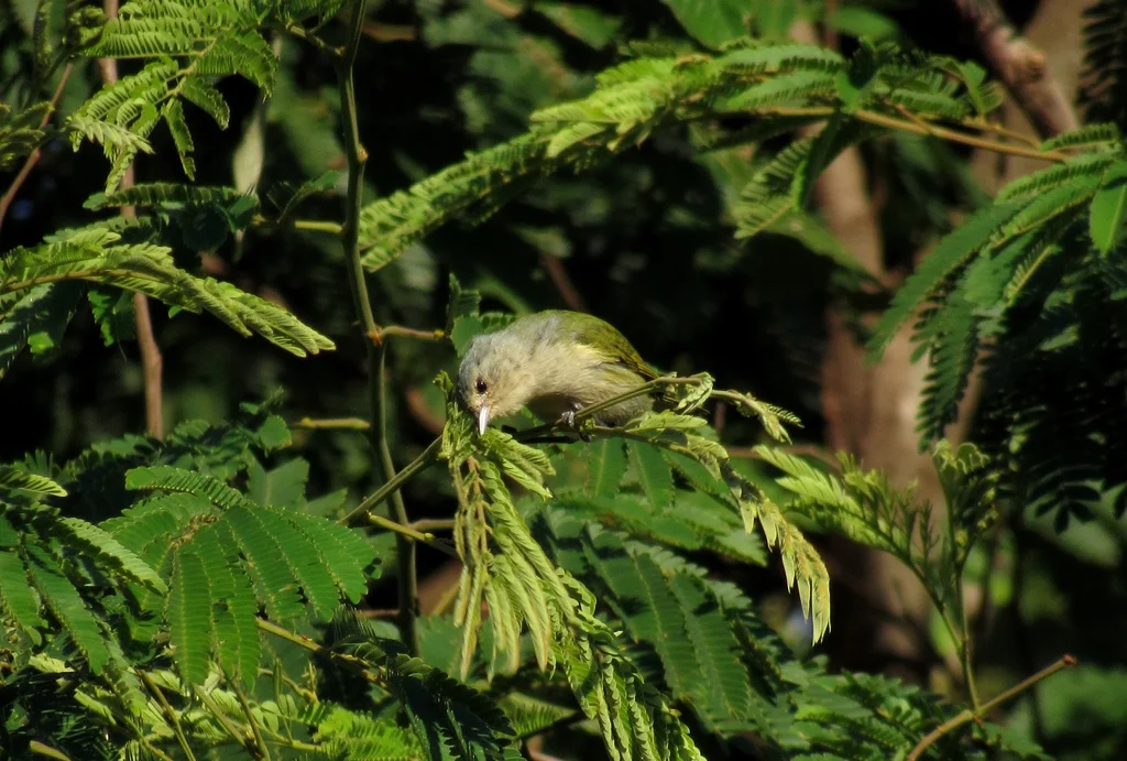 栗臀锥嘴雀(Conirostrum speciosum)