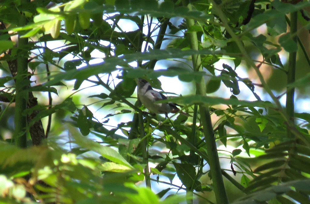 栗臀锥嘴雀(Conirostrum speciosum)