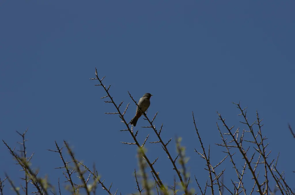 约氏锥嘴雀(Conirostrum tamarugense)