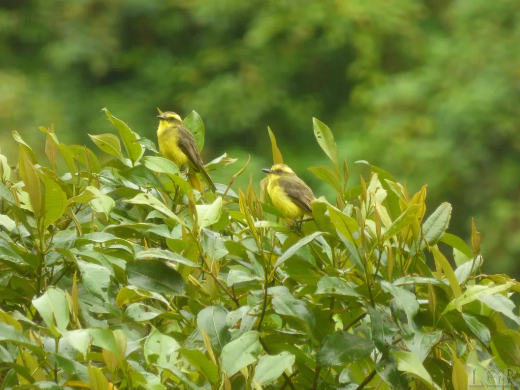 黄眉蚊霸鹟(Conopias cinchoneti)