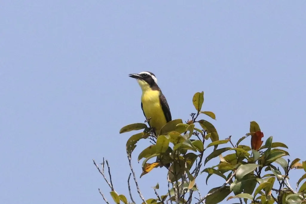 黄喉蚊霸鹟(Conopias parvus)